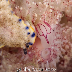 Face to face. Nudi and cowrie shell together on their fav... by Erika Antoniazzo 